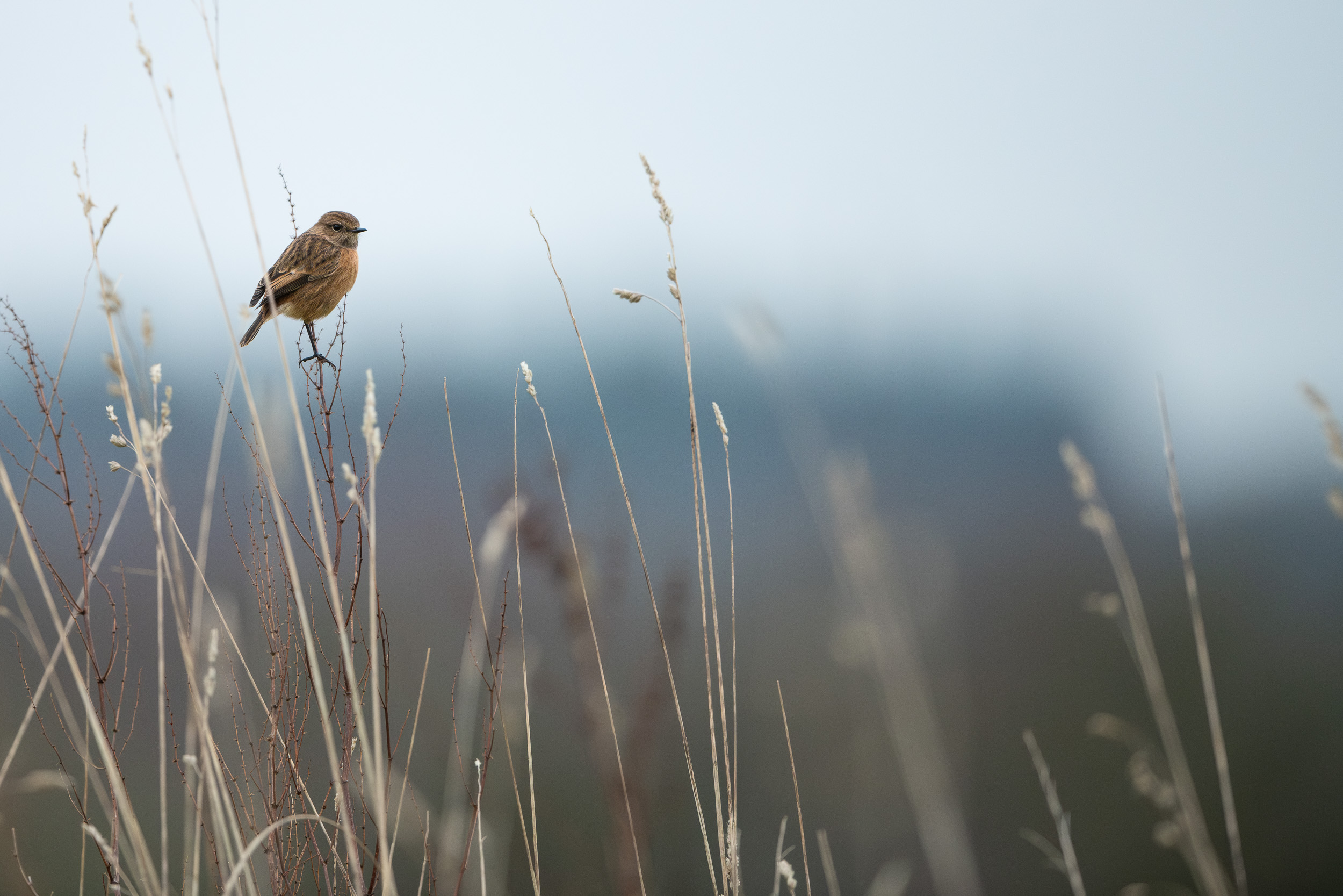 Feather photograph