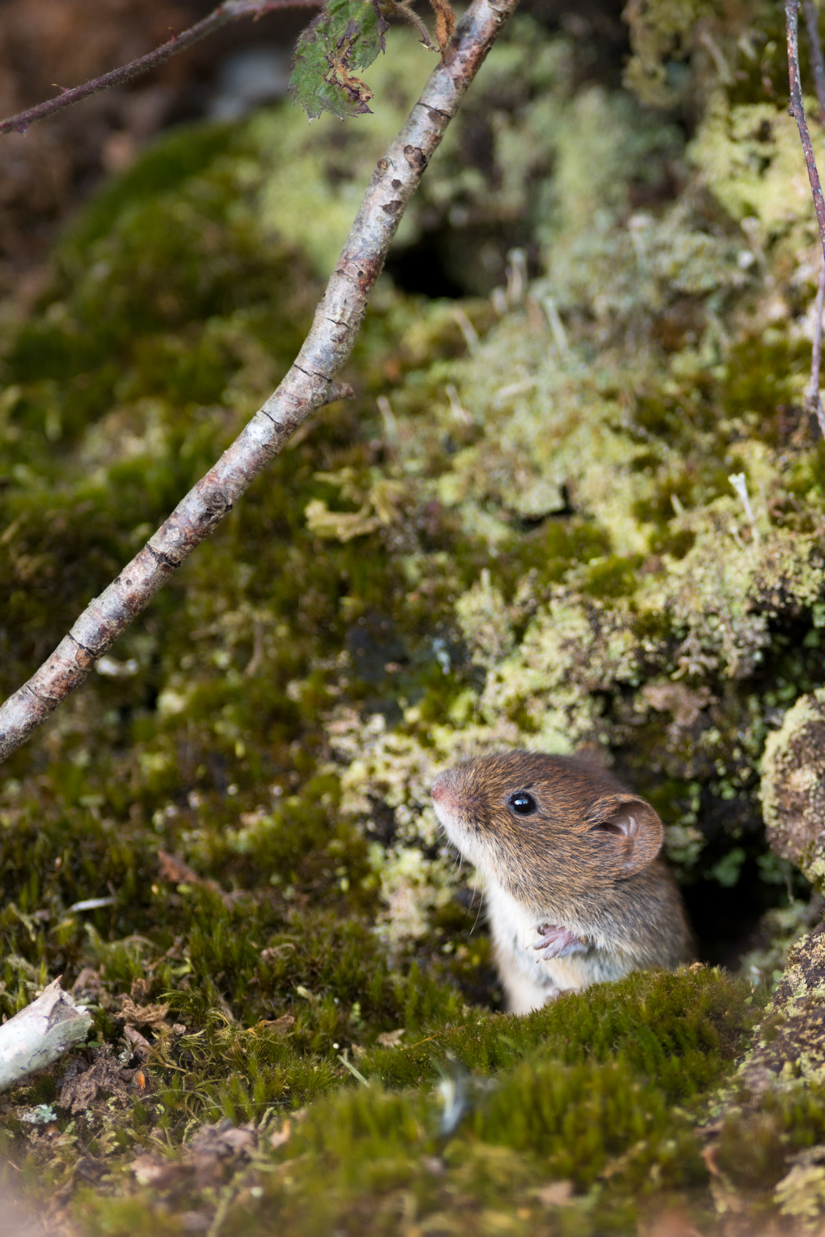 Fur photograph