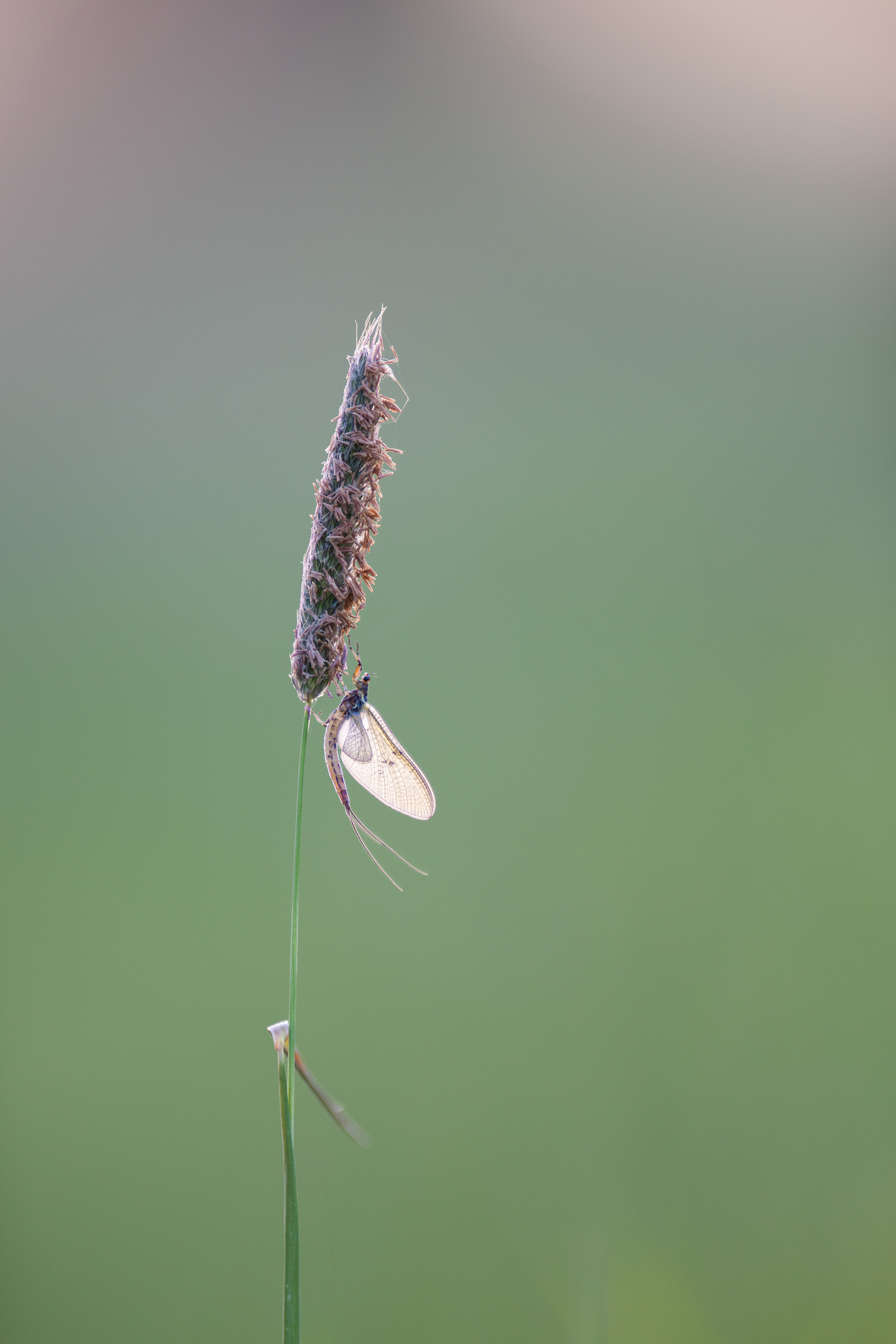 Macro photograph