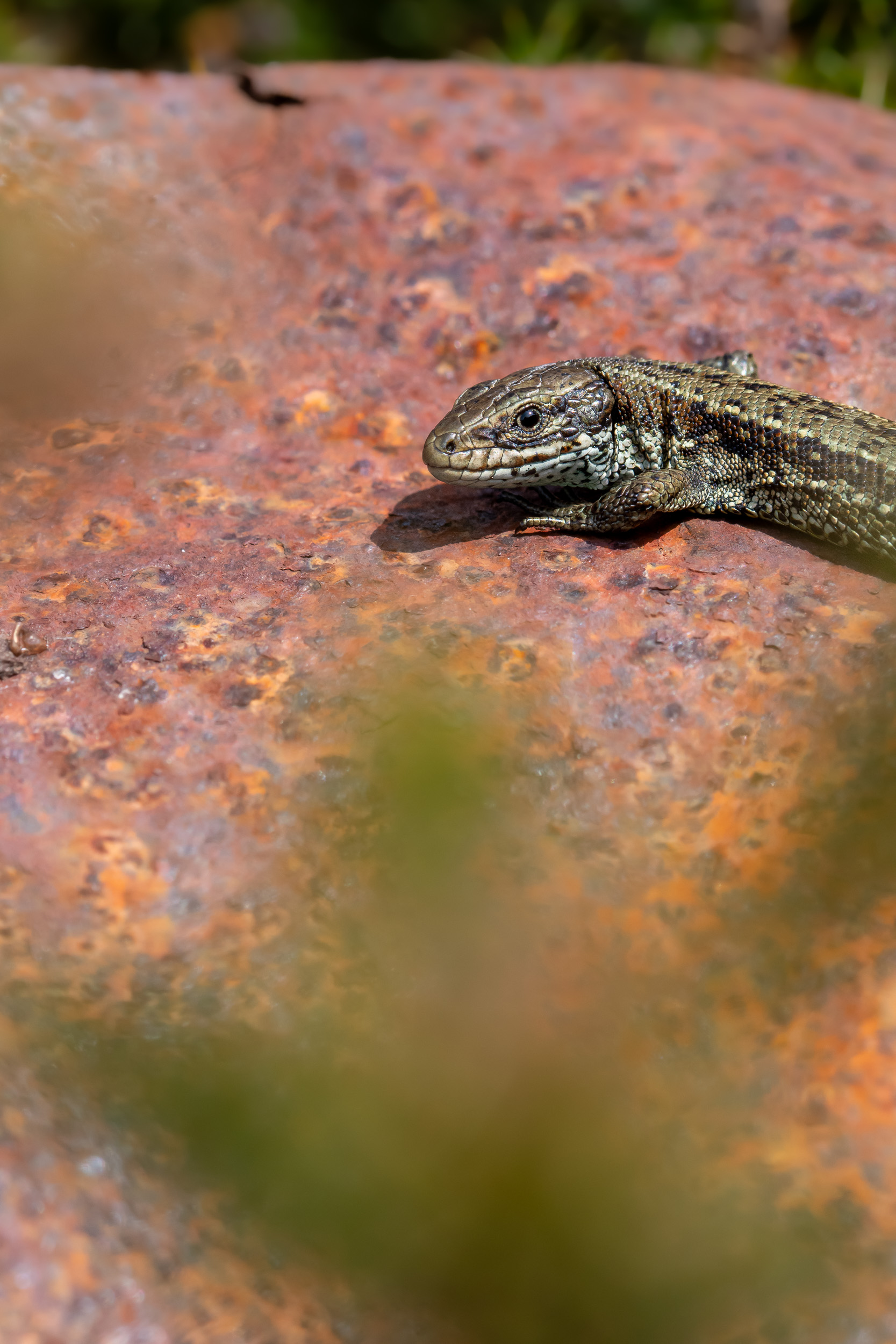 Scales photograph